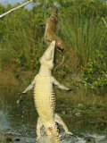 A Cuban Crocodile Leaps from Water to Grab a Hutia Set out as Bait
