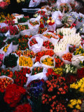 Tulips for Sale in Grafton Street  Dublin  Ireland