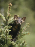 A Pine Marten (Martes Martes) Watches from the Top of a Tree
