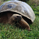 The Galapagos Tortoise is the Largest Living Tortoise  Galapagos  Ecuador