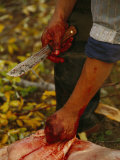A Hunter Butchers a Bull Moose That Will Feed His Family