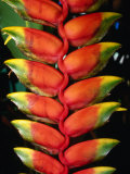 Detail of Hawaiian Heliconia (Heliconia Caribaea)  Hilo  USA