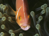 A Pink Anemonefish Seeks Shelter Among the Tentacles of a Sea Anemone