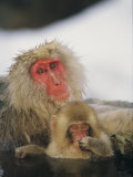 Japanese Macaques (Macaca Fuscata)  Mother and Baby  Jigokudani  Japan