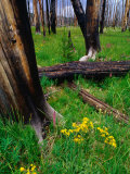 Blackened Trunks and Verdant Growth After Bushfire  Yellowstone National Park  Wyoming  USA