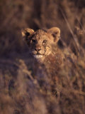 African Lion Cub  Panthera Leo