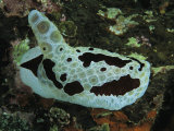 A Sea Slug or Nudibranch Creeps Across a Reef Wall