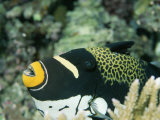 Clown Triggerfish  Balistoides Conspicillum  Near Fingers of Coral
