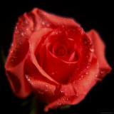 Rose  Flower