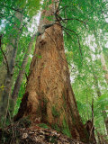 Eucalypt and Sassafras Trees Tarkine  Tasmania  Australia