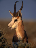 Springbok  Etosha National Park Kunene  Namibia