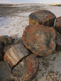 Close View of Petrified Wood on the Crystal Forest Loop Trail