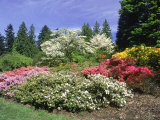Azalea Way  Washington Park Arboretum  Seattle