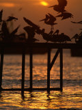 Pelicans Congregate on Pier at Chorro Beach  Arica  Tarapaca  Chile