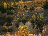 Three Bull Moose (Alces Alces) Feed Together in the Fall