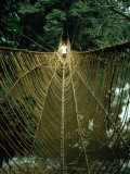 A Vine Bridge Resembling a Spiders Web Near Mamfe  Mamfe  Sud-Ouest  Cameroon