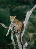 Leopard (Panthera Pardus) in Tree  Looking at Camera  Samburu National Reserve  Kenya
