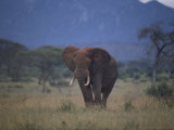 African Elephant on the Veldt
