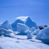 Icebergs in Alsek Lake  Glacier Bay National Park & Preserve  Alaska  USA
