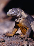Galapagos Land Iguana (Conolophus Subcristatus)  South Plaza Island  Ecuador