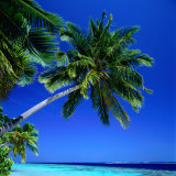 Palm Tree Over Hanging the Beach  Maldives