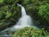 View of a Small Waterfall Amid Lush Greenery