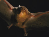 A Leaf-Nosed Bat Illuminated by a Cameras Flash
