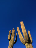 Saguaro Cactus (Carnegiea Gigantea) at White Tank Mountain Regional Park  Arizona  USA