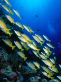 School of Blue Stripe Snappers (Lutjanus Kasmira) at Reef  Palau  Palau