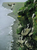 Thick-Billed Murres Roost on a Nesting Cliff on St Paul Island