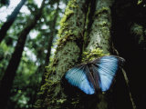 A Blue Morpho Butterfly on the Above-Ground Root of a Palm Tree