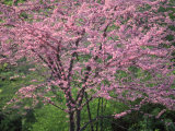 Central Park  NYC