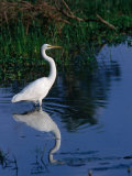 Great Egret (Ardea Alba)  Kakadu National Park  Australia