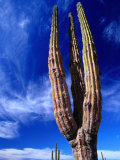 Cardon Cactus Pachycereus Pringlei  World's Tallest Species of Cactus  Endemic to Baja California