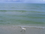 A Snowy Egret Walks Along the Beach at Sanibel Island  Florida