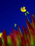 Wildflowers along the San Simeon Shoreline  San Simeon  California  USA