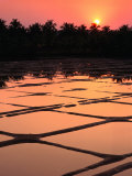 Sunset Over Rice Paddies  Goa  India