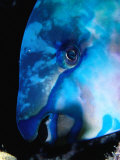 Head of Sleeping Parrotfish  Fiji