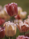 A Close View of Tulips Growing in Whitnall Park  Milwaukee