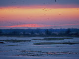 Ducks and Geese Take Flight over the Frozen Platte River at Twilight
