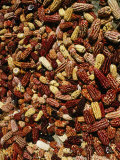 Corn Cobs Drying in Village  Cuzco  Peru