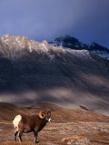 Canada's Bighorn Sheep (Ovis Canadensis)  Jasper National Park  Alberta  Canada