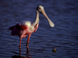 Roseate Spoonbill