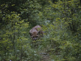 A Mountain Lion (Felis Concolor) Prowls Through the Brush