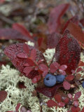 A Cluster of Blueberries Among Lichens on Tundra in Fall Colors