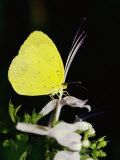 A Common Grass Yellow Butterfly Feeds on a Flower