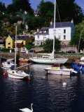 Swan and Boats on River at Pont Aven  Brittany  France