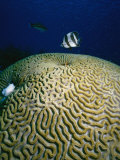 Banded Butterfly Fish & Brain Coral