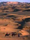 Camel Caravan Crossing Dunes  Erg Chebbi Desert  Morocco