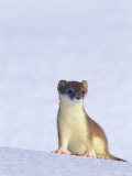 Short-Tailed Weasel Caught by an Early Snow in its Summer Colors